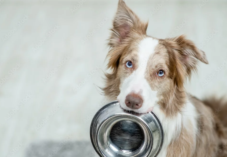 Co skutečně znamená kvalitní psí krmivo? Pohled do výroby od surovin po testování