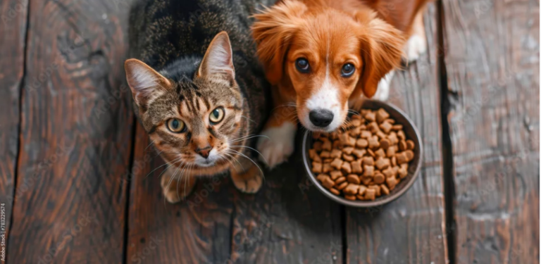 Může kočka dostat psí krmivo? Veterináři varují před častou chybou chovatelů