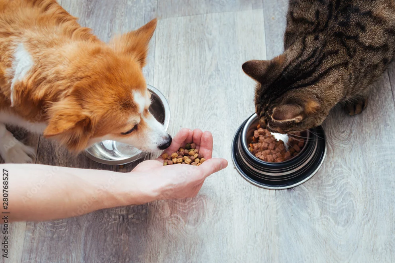 Může kočka dostat psí krmivo? Veterináři varují před častou chybou chovatelů 2026 04 02 04h55 22