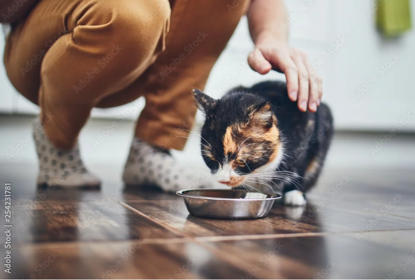 Může kočka dostat psí krmivo? Veterináři varují před častou chybou chovatelů 2026 04 02 04h55 30