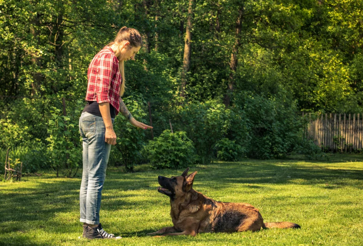 Základy výcviku psa – nejčastější chyby a efektivní techniky, které zvládne každý