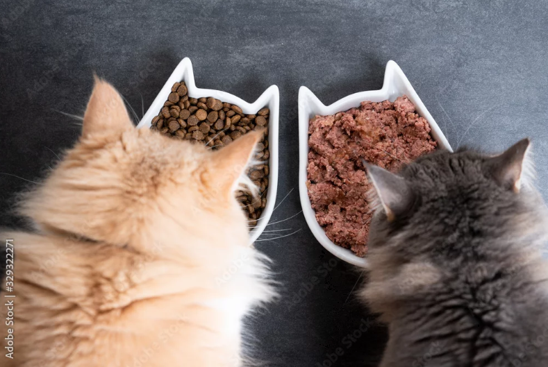 Granule vs. mokré krmivo pro kočky - co doporučují veterináři v roce 2026 2026 04 18 00h07 59