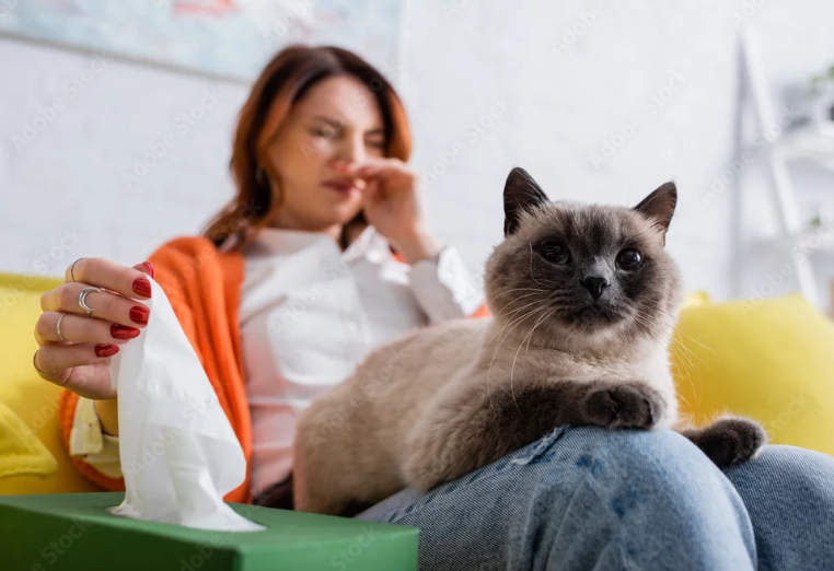 Kočky a alergie – co skutečně funguje a co je jen mýtus